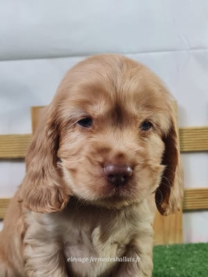 Les chiots de Cocker Spaniel Anglais