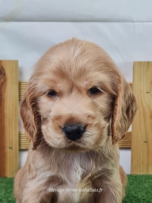 Les chiots de Cocker Spaniel Anglais