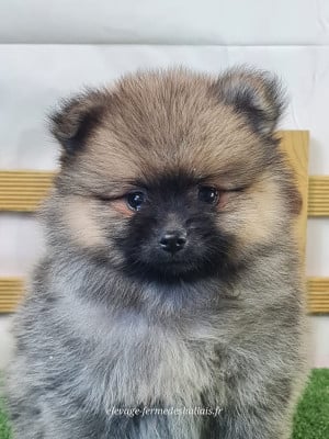 Beyoncé - Spitz allemand