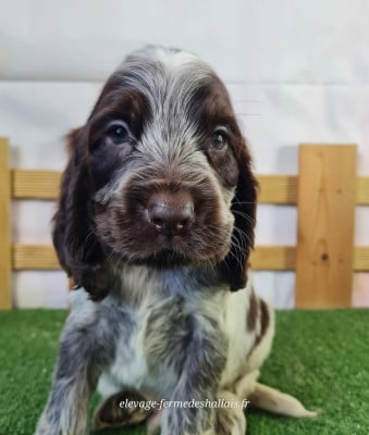 Les chiots de Cocker Spaniel Anglais