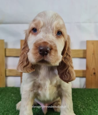 Les chiots de Cocker Spaniel Anglais