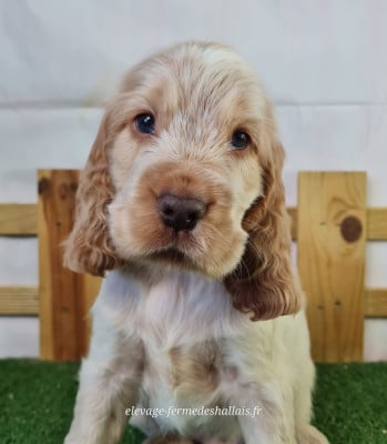 Les chiots de Cocker Spaniel Anglais