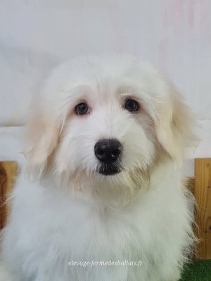 Les chiots de Coton de Tulear