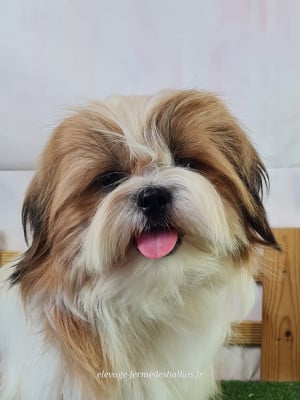 Aron - Shih Tzu