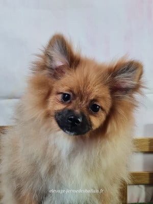 Les chiots de Spitz allemand