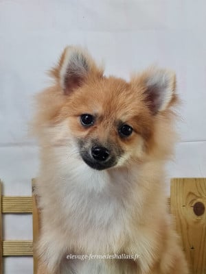Les chiots de Spitz allemand