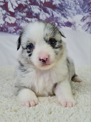 Les chiots de Berger Américain Miniature