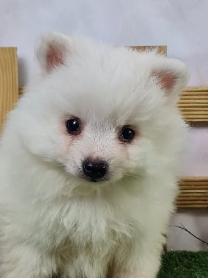 Les chiots de Volpino Italiano