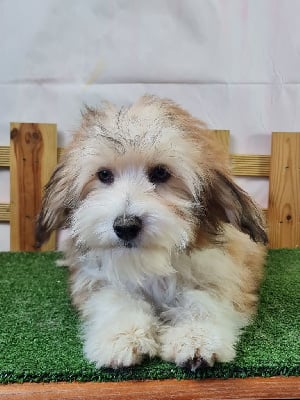 Les chiots de Chien chinois à crête