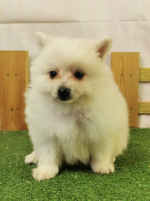 Les chiots de Volpino Italiano