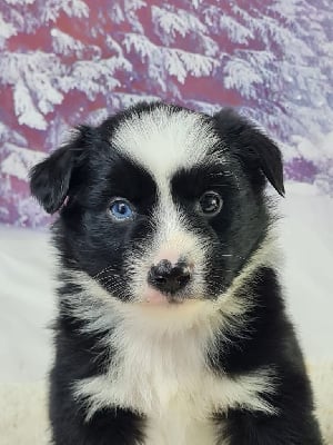Les chiots de Berger Américain Miniature