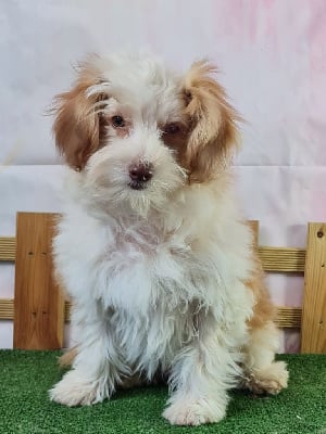 Les chiots de Chien chinois à crête