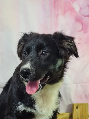 Les chiots de Berger Américain Miniature 