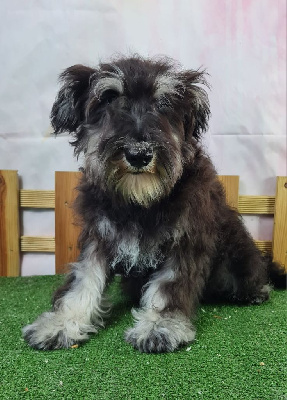 Les chiots de Schnauzer miniature