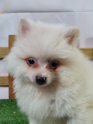 Les chiots de Volpino Italiano