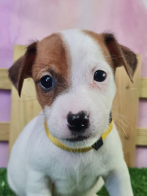 Les chiots de Jack Russell Terrier
