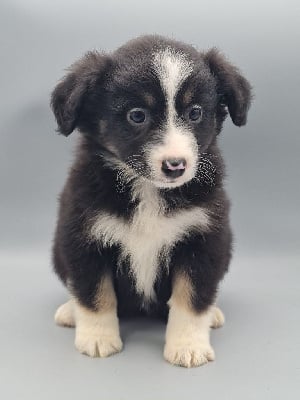 Les chiots de Berger Américain Miniature 