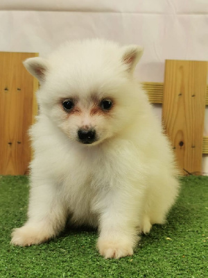 Les chiots de Volpino Italiano