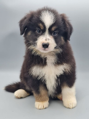 Les chiots de Berger Américain Miniature 