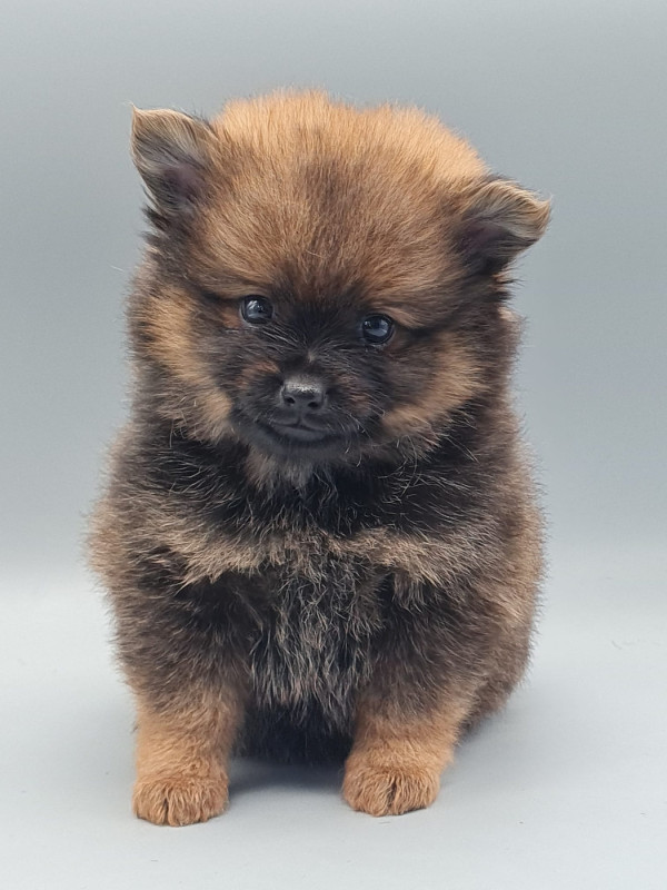 Spitz allemand - du mont de la chenaie