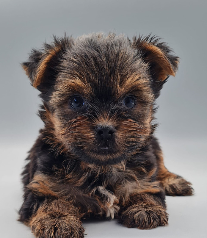 Yorkshire Terrier - du mont de la chenaie