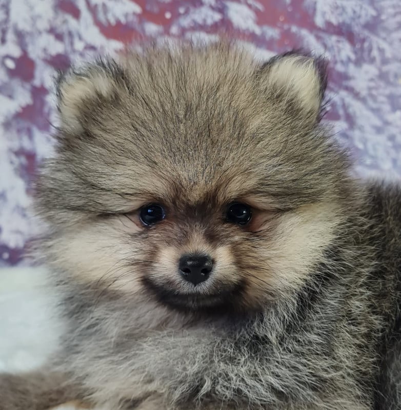 Spitz allemand - du mont de la chenaie