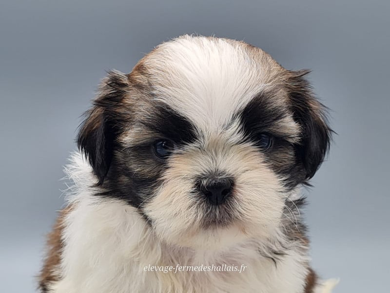 Shih Tzu - du mont de la chenaie