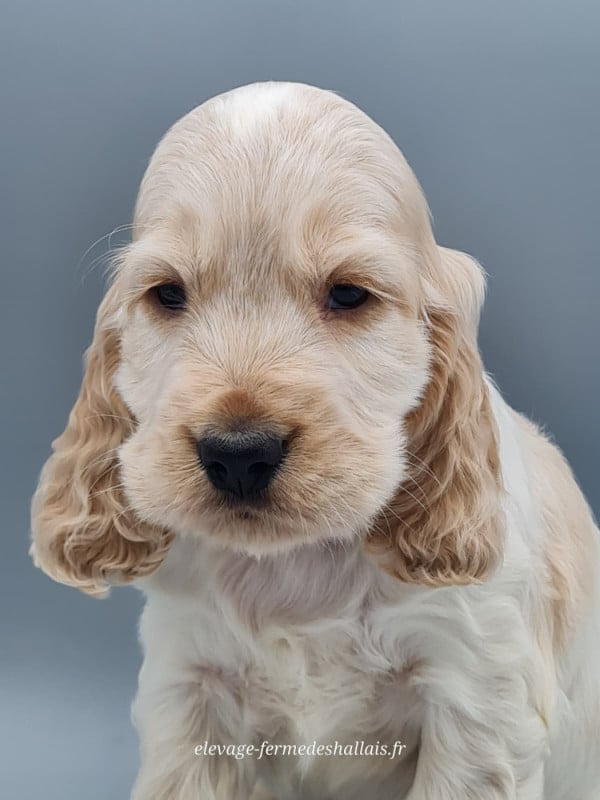 Cocker Spaniel Anglais - du mont de la chenaie