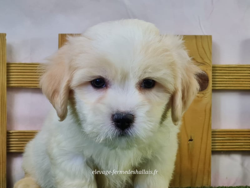 Coton de Tulear - du mont de la chenaie