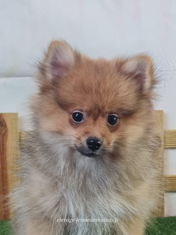Spitz allemand - du mont de la chenaie