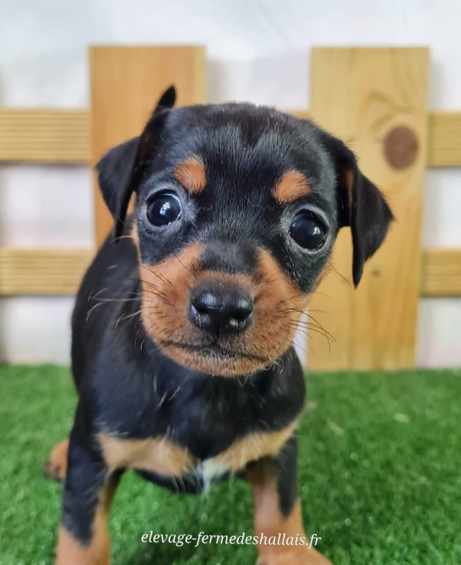 Pinscher nain - Du Mont De La Chenaie