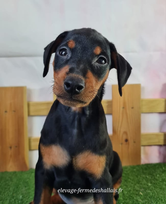 Pinscher nain - Du Mont De La Chenaie