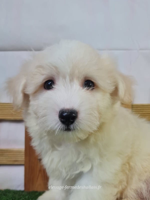 Coton de Tulear - Du Mont De La Chenaie