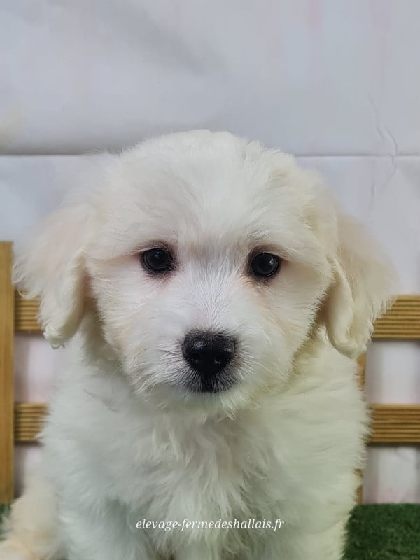 Coton de Tulear - Du Mont De La Chenaie
