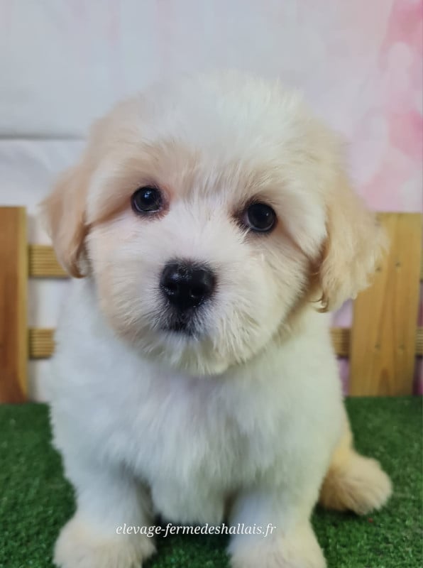 Coton de Tulear - Du Mont De La Chenaie