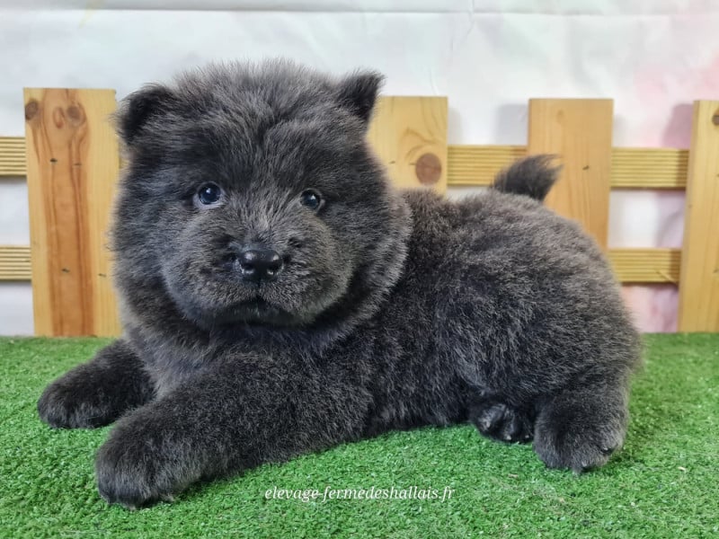 Chow Chow - Du Mont De La Chenaie