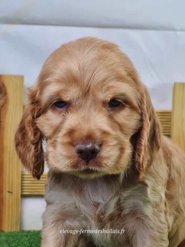Cocker Spaniel Anglais - Du Mont De La Chenaie