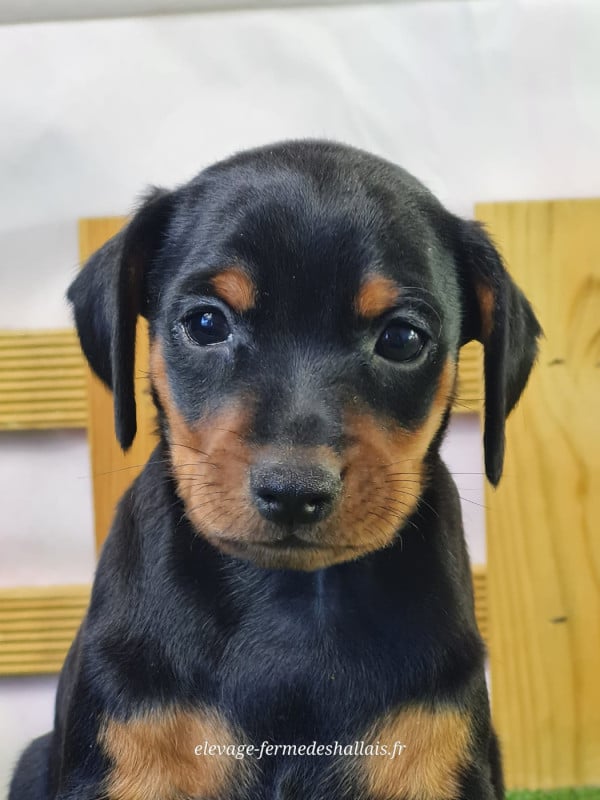 Pinscher nain - Du Mont De La Chenaie