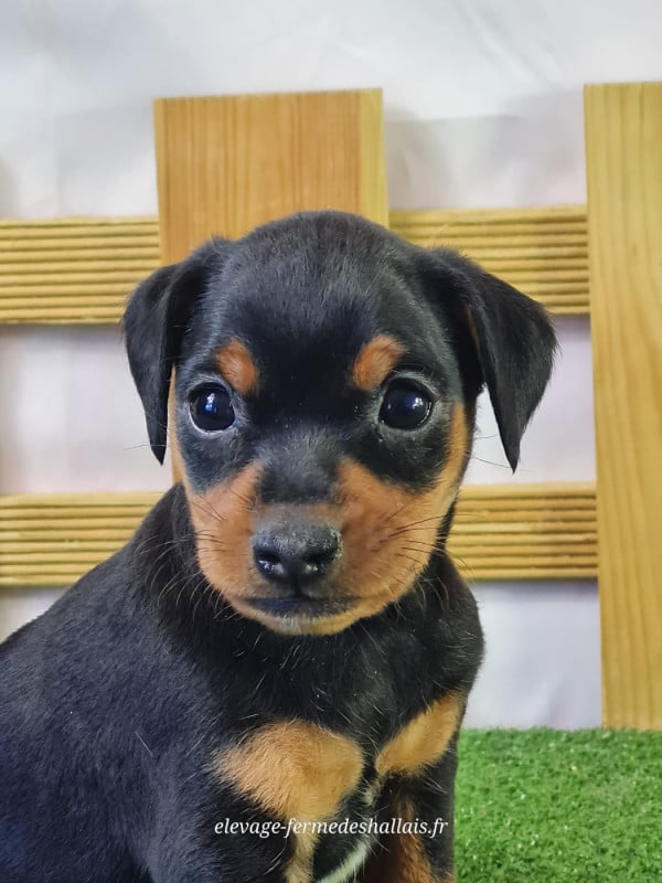 Pinscher nain - Du Mont De La Chenaie