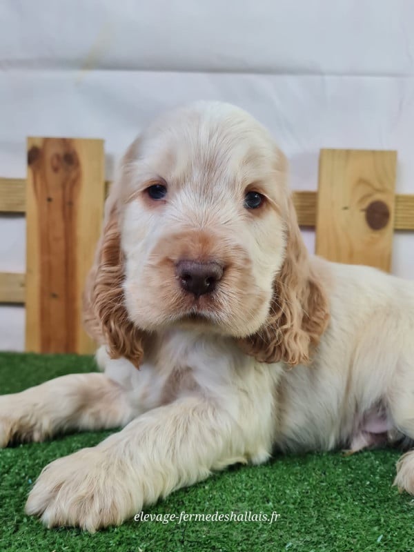 Cocker Spaniel Anglais - Du Mont De La Chenaie
