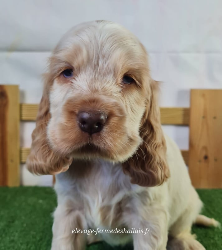 Cocker Spaniel Anglais - Du Mont De La Chenaie