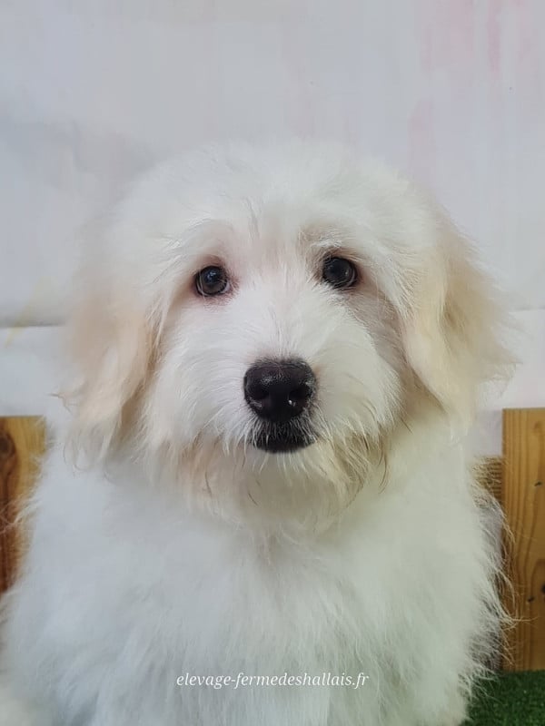 Coton de Tulear - Du Mont De La Chenaie