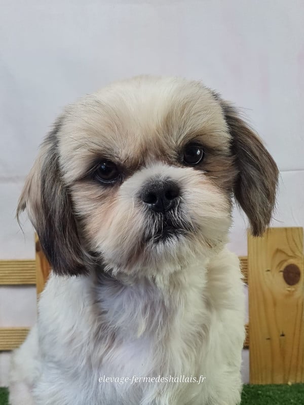 Shih Tzu - Du Mont De La Chenaie