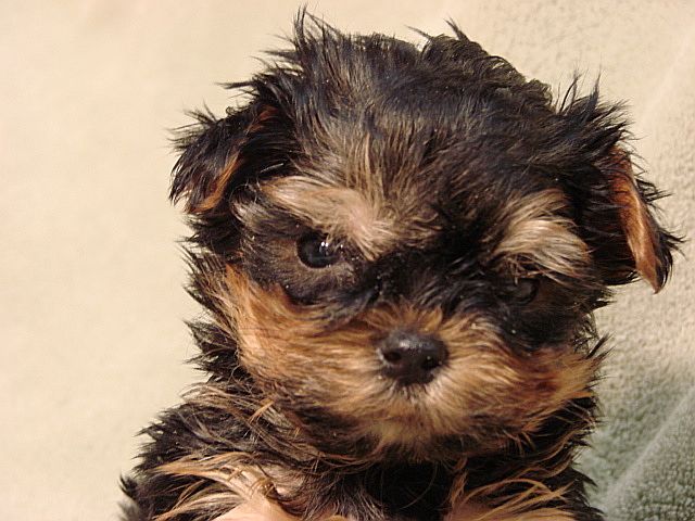 site de rencontre pour chien yorkshire