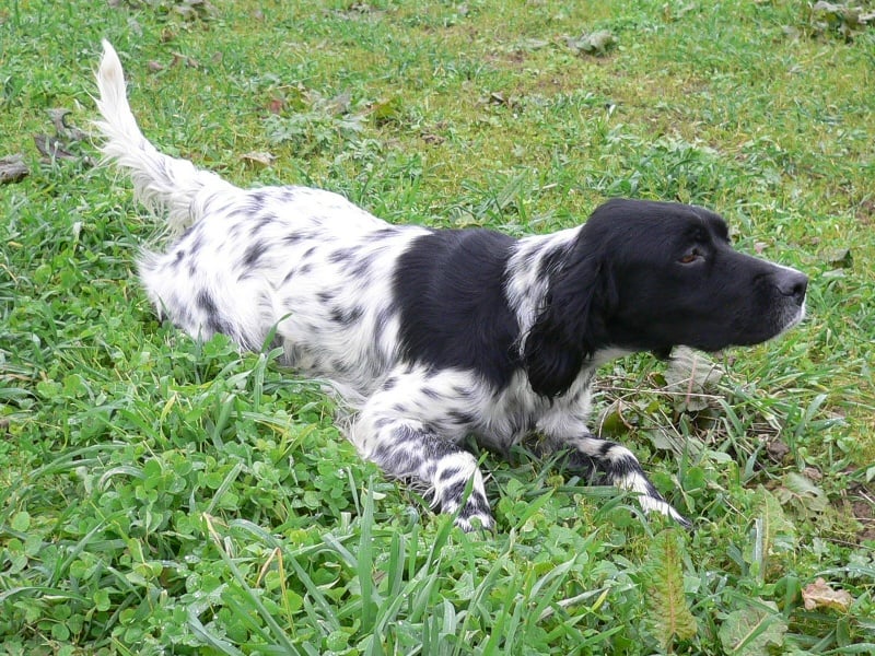 Publication : de Rack Land Auteur : M. AVRIL david