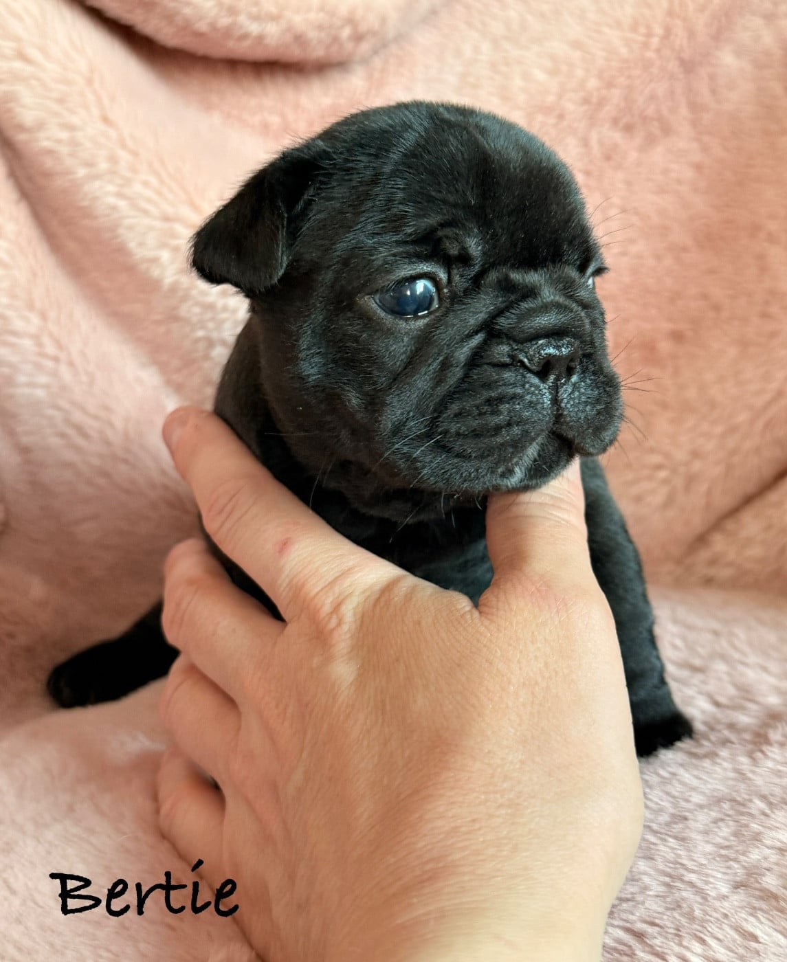 Bertie