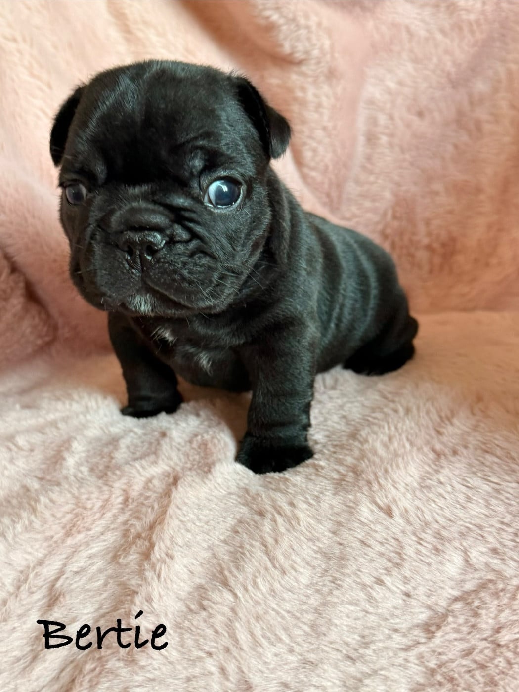 Bertie