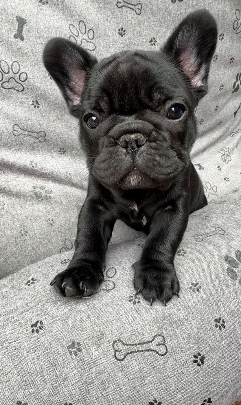 Bouledogue français - de la Basmonterie