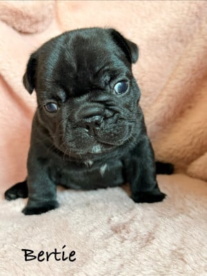 Les chiots de Bouledogue français