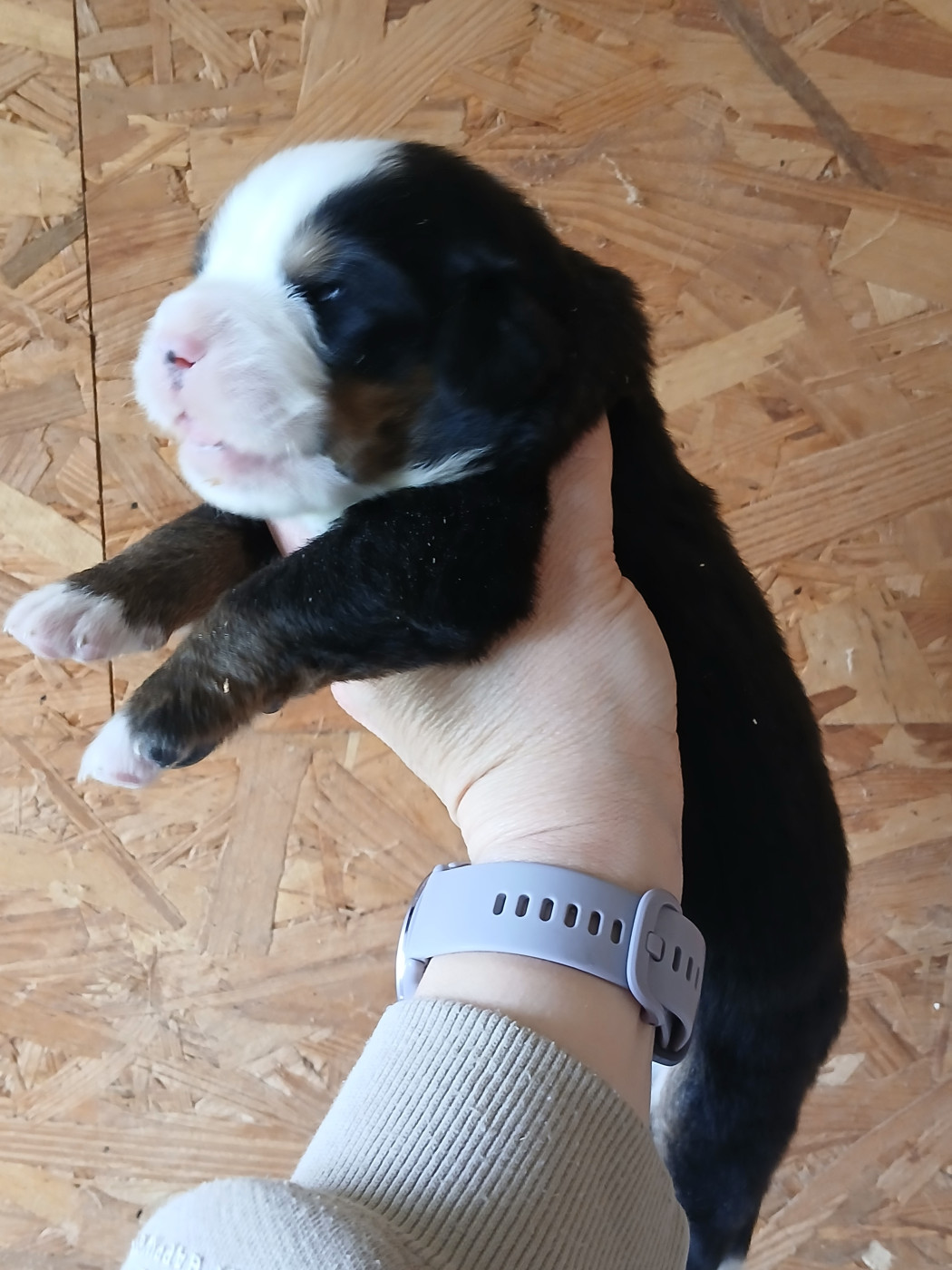 Chiot N°1 - Bouvier Bernois